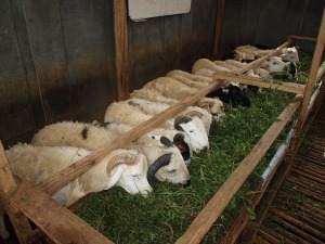 cara ama membuat pakan fermentasi ternak domba